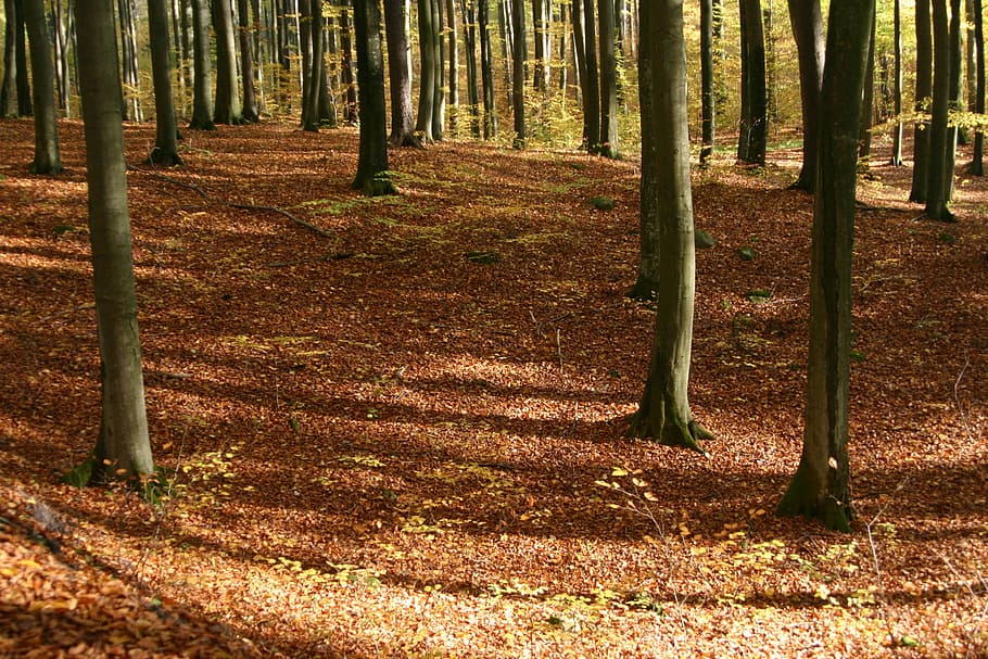 Autumn, Foliage, Brown, Tree, yellow leaves, autumn foliage HD wallpaper