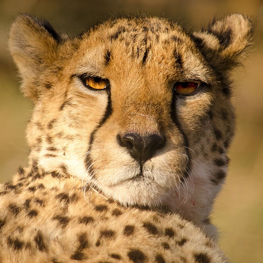 leopard illustration, cheetah, fast, cat, big cat, predator HD wallpaper