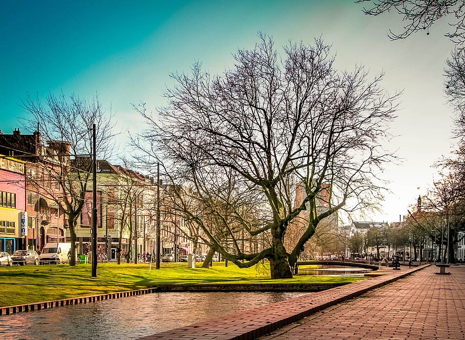 Rotterdam, Netherlands, Tree, green, plant, sunlight, river HD wallpaper