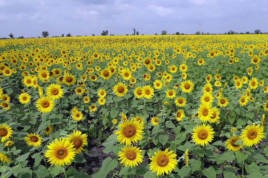 sunflower fields, karnataka, india, flowers, agriculture, yellow HD wallpaper