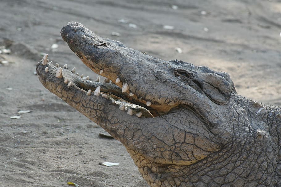 Nur mit Geduld wird man satt, close-up photo of crocodile, wild animal