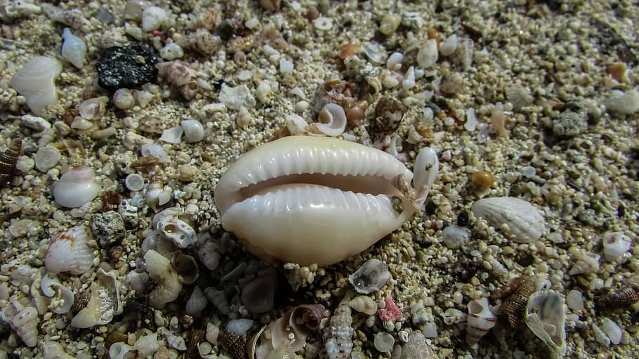 Shell, Sand, Beach, Nature, animal themes, one animal, sea life HD wallpaper