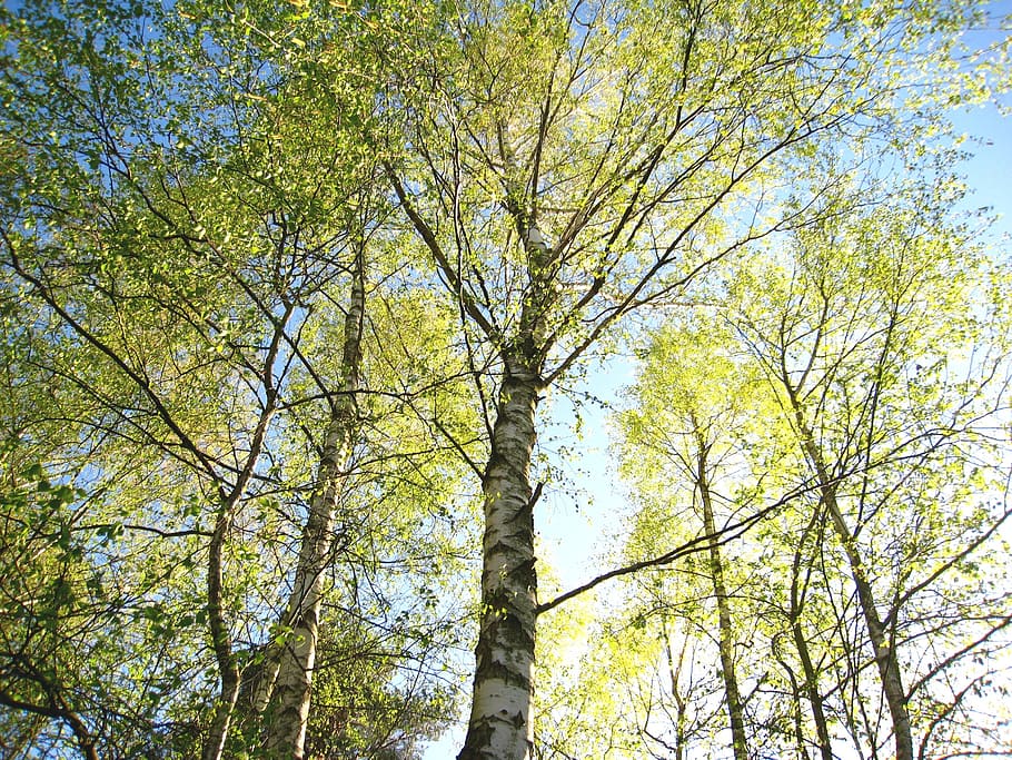 green leafed trees during daytime, young birches, birches in spring HD wallpaper