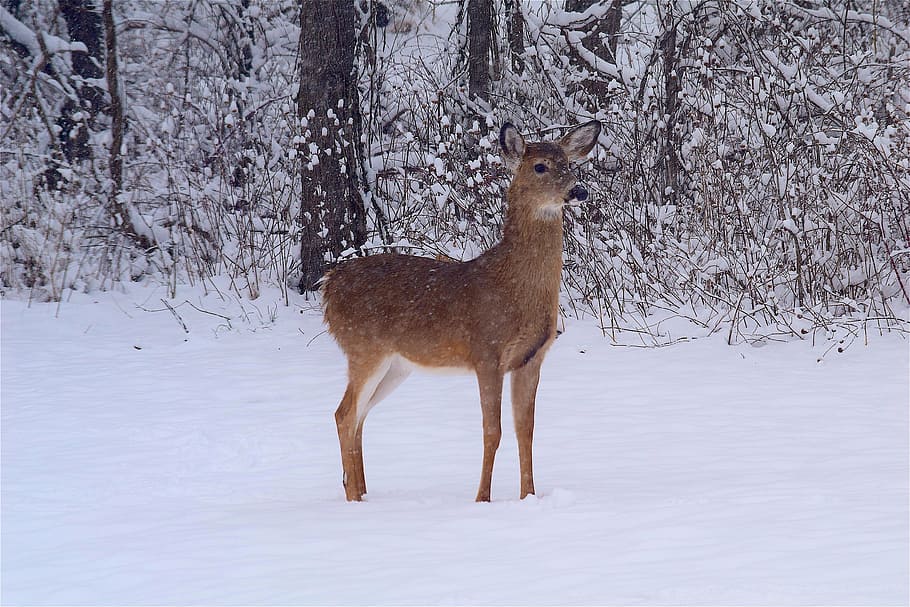 photo of brown deer beside trees during winter, snow, woods HD wallpaper