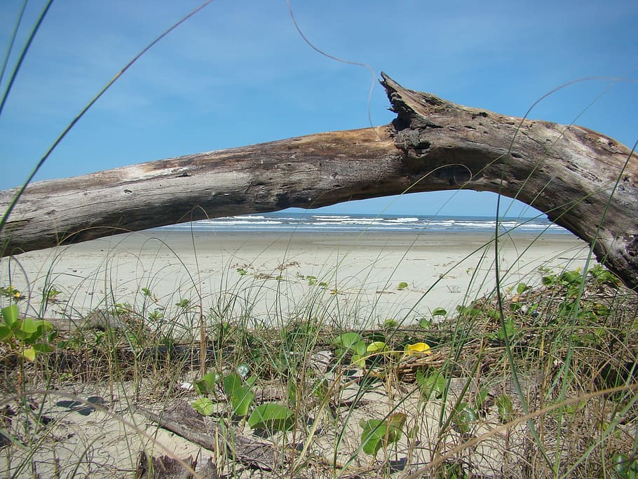 Trunk, Beach, Sand, Nature, mar, landscape, tree, outdoors HD wallpaper