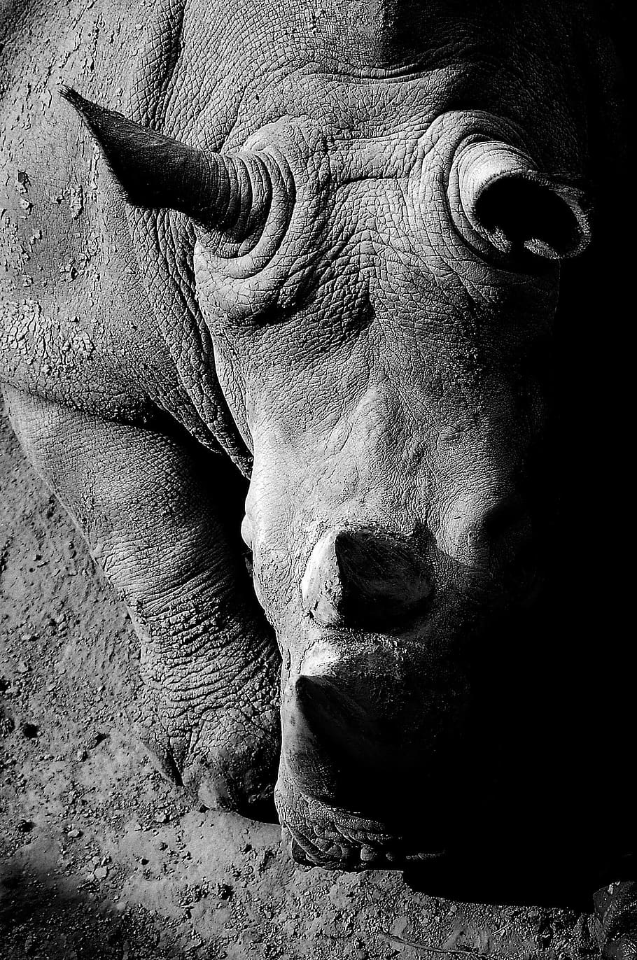 black and white, animal, africa, wildlife, fauna, rhino, mammal, HD wallpaper