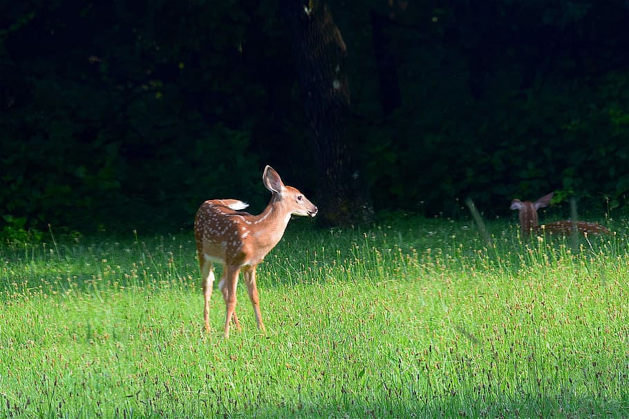 brown deer standing on green grass, Fawn, Wildlife, looking HD wallpaper