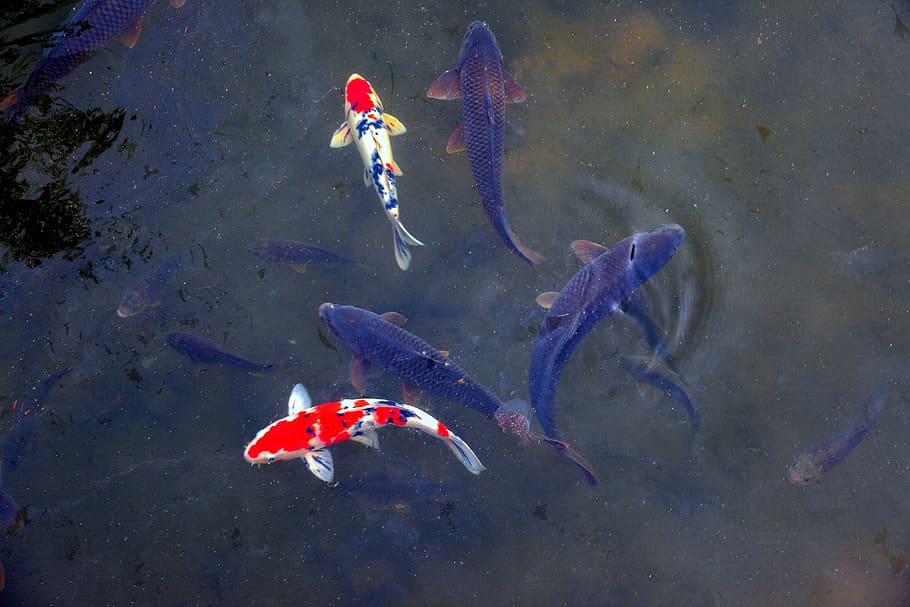 koi fishes swimming on body of water, nature, pond, carp, animals in the wild