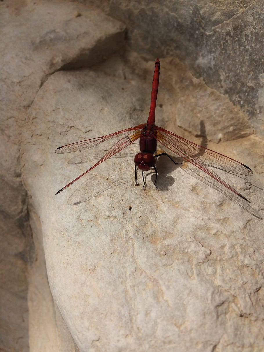 dragonfly, red, insect, flight insect, wing, invertebrate, animal themes HD wallpaper