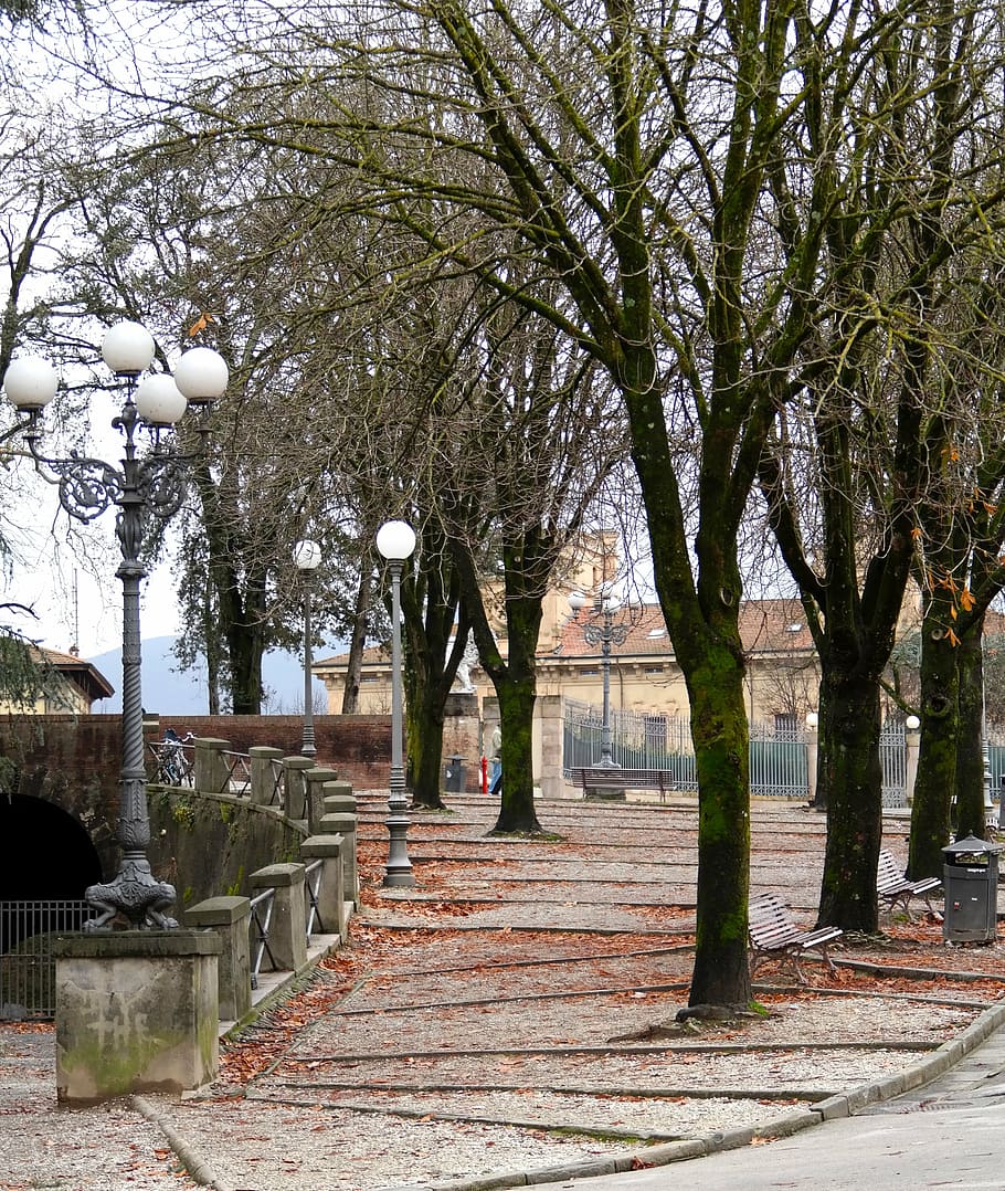 trees, road, winter, walks, day, walkway, italy, lucca, plant HD wallpaper