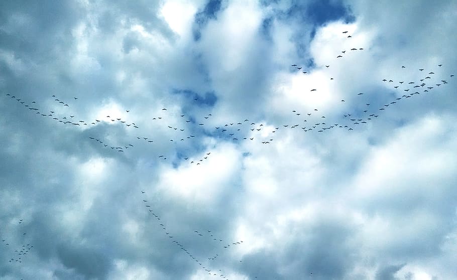 Geese, Flock, Flight, Flying, Bird, sky, goose, wildlife, waterfowl, HD wallpaper