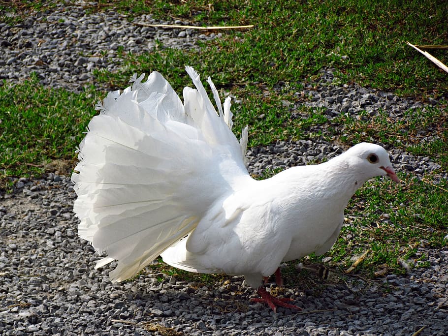 dove, bird, white, pen, nature, beak, park, dom, russula, animal themes HD wallpaper
