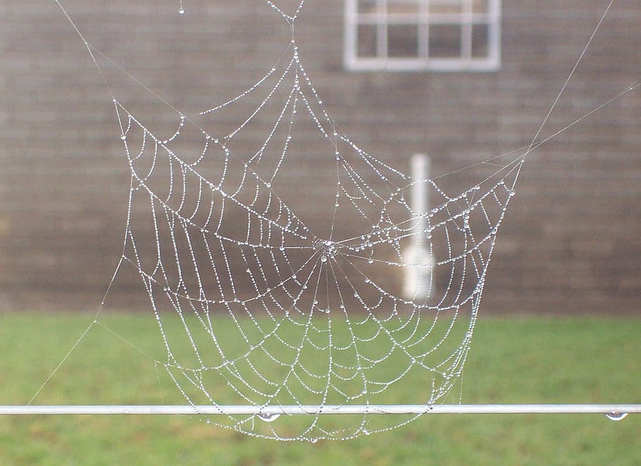 Spiderweb, Dew, Nature, cobweb, wet, raindrop, condensation HD wallpaper