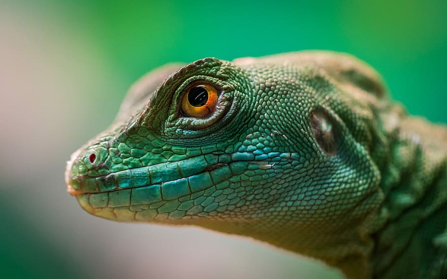green lizard, closeup photo of green lizard, eye, reptile, wildlife HD wallpaper