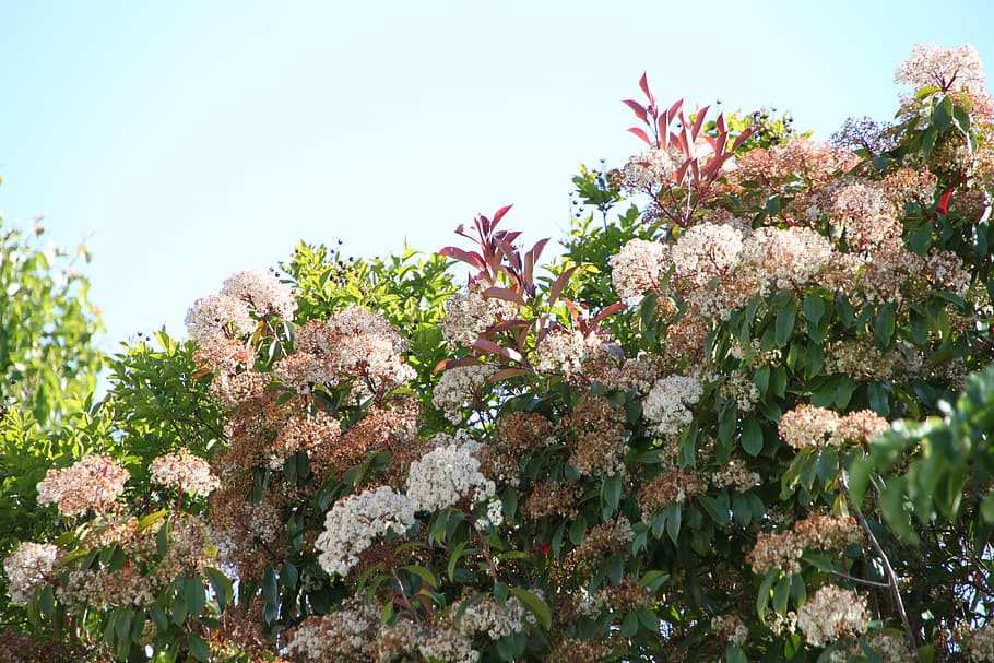 flower, tree, sky, flowering plant, growth, freshness, beauty in nature HD wallpaper