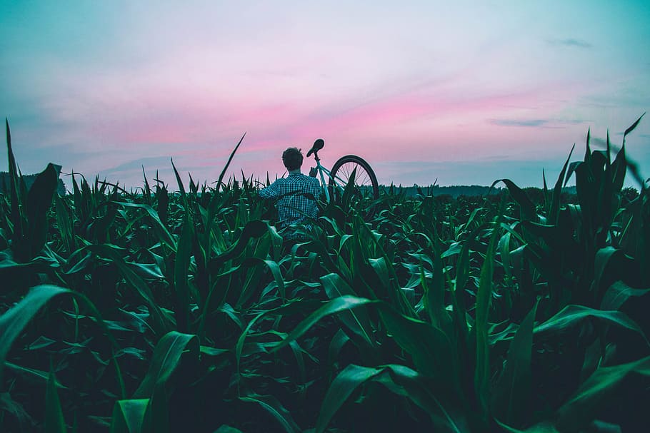 man standing of corn field, man carrying his bicycle in the middle of corn plants HD wallpaper