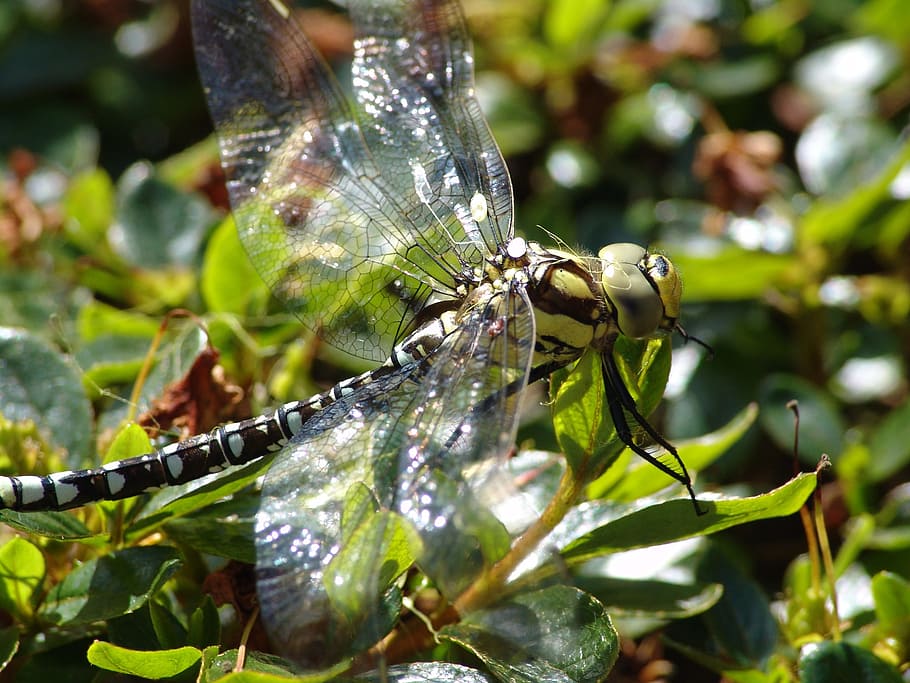 dragonfly, nature, pond, close, insect, wildlife photography HD wallpaper