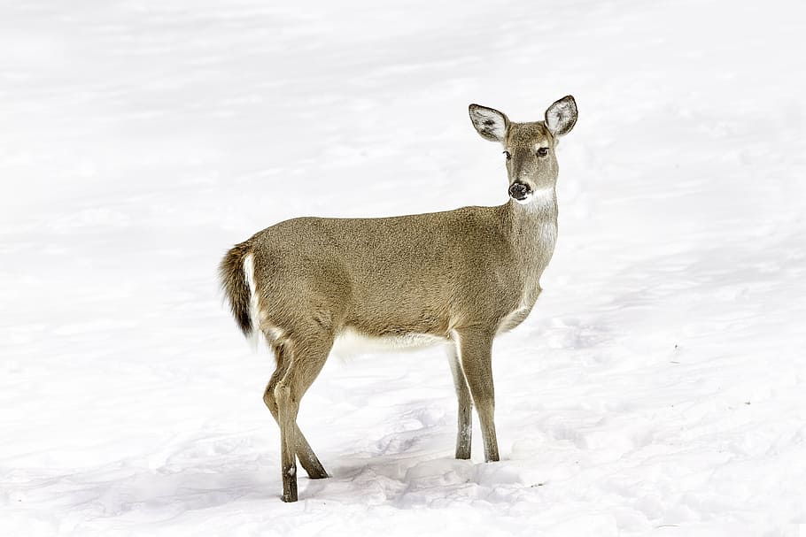 grey deer standing on snow field, animal, winter, nature, mammal HD wallpaper