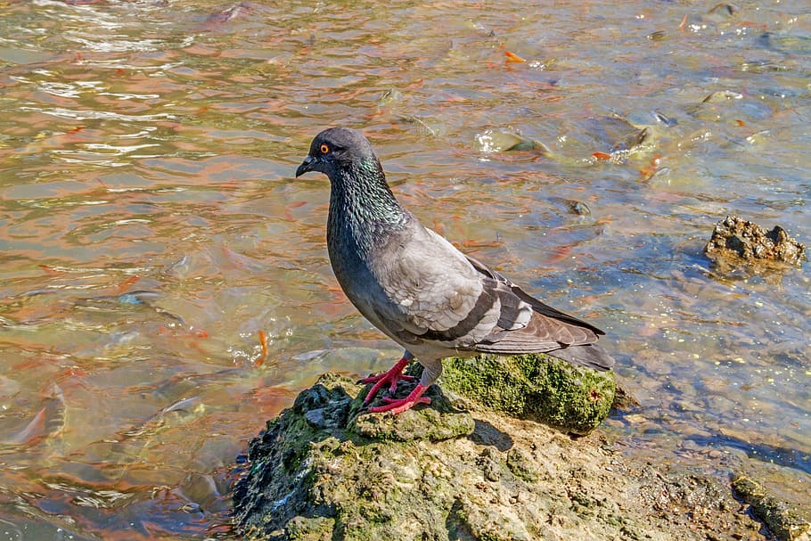 pigeon, fish, birds, nature, animal, wildlife, outdoors, sea HD wallpaper