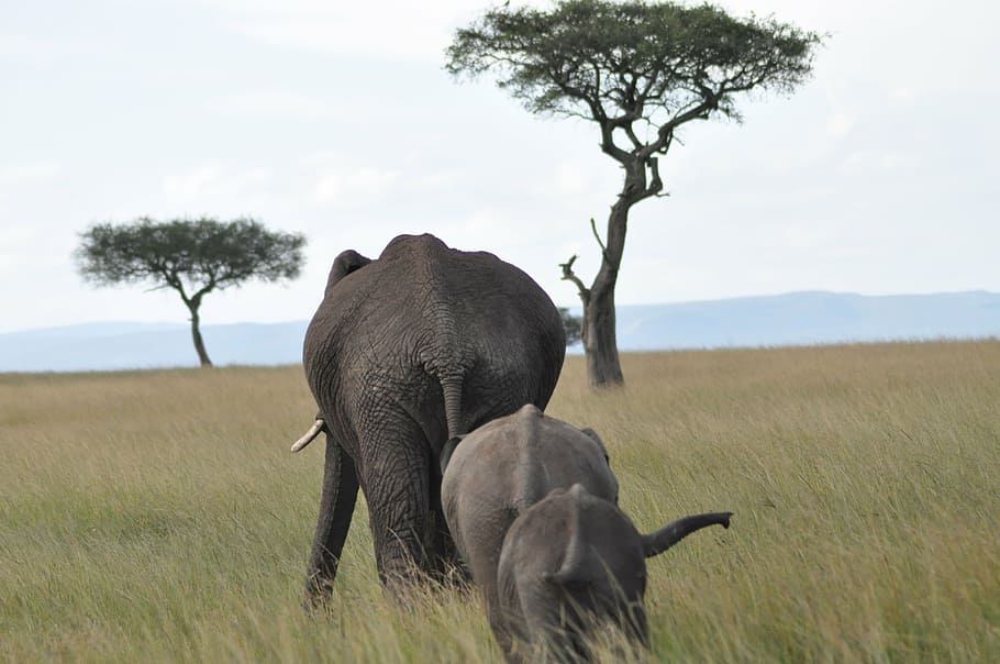 africa, animals, elephants, zoo, wildlife, nature, safari Animals