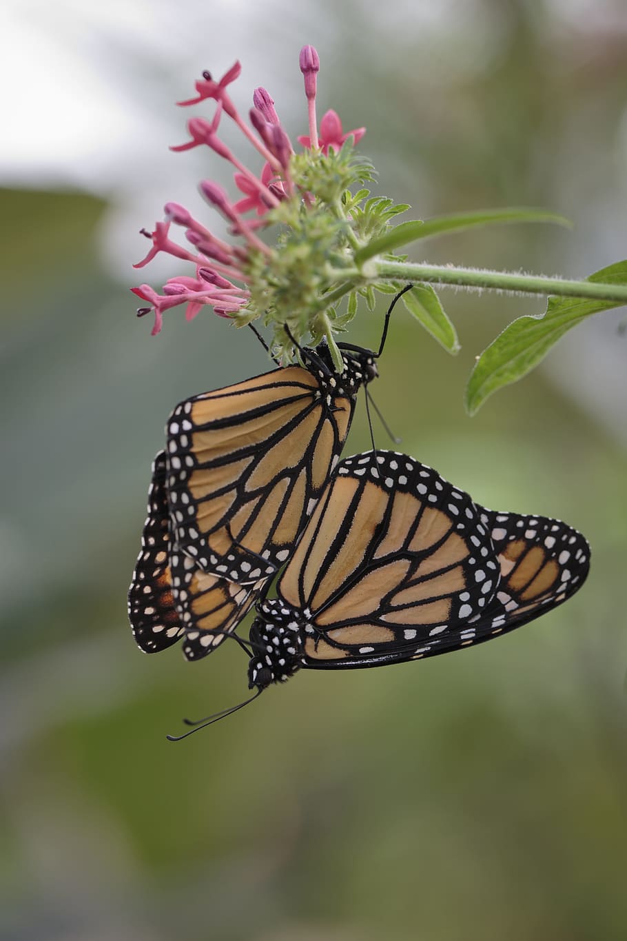 butterfly, procreation, nature, animals, coupling, insects HD wallpaper