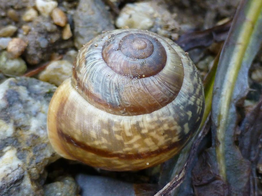 Shell, Brown, Nature, Mollusk, slowly, serenity, stone garden HD wallpaper