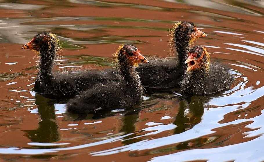 four black chick swimming on body of water, coots, chicks, waters HD wallpaper