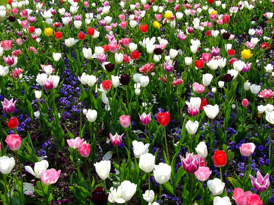 assorted-color tulip flower field, flowers, spring, tulips HD wallpaper
