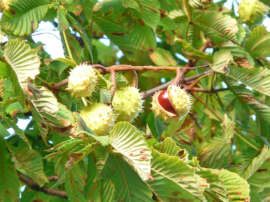 chestnut, chestnut tree, branch, leaves, chestnut leaves, prickly, HD wallpaper