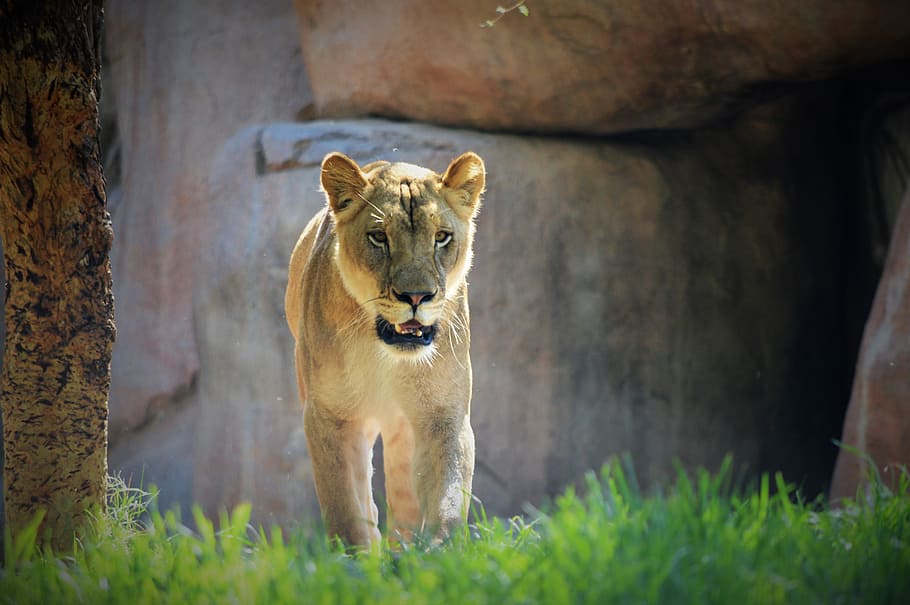 Lioness, Safari Park, San Diego, lion - Feline, carnivore, undomesticated Cat, HD wallpaper