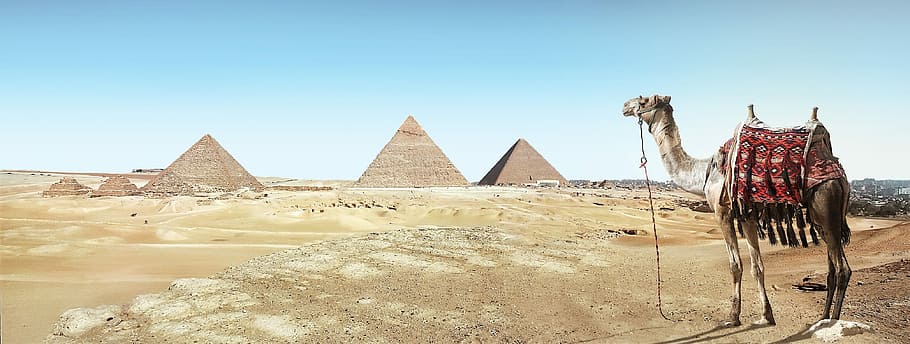 brown camel on desert at daytime, sand, pyramid, dry, travel, HD wallpaper