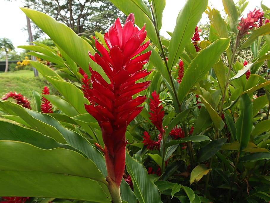 flora, stem, red, green, flower, el salvador, leaves, joya de cerén HD wallpaper