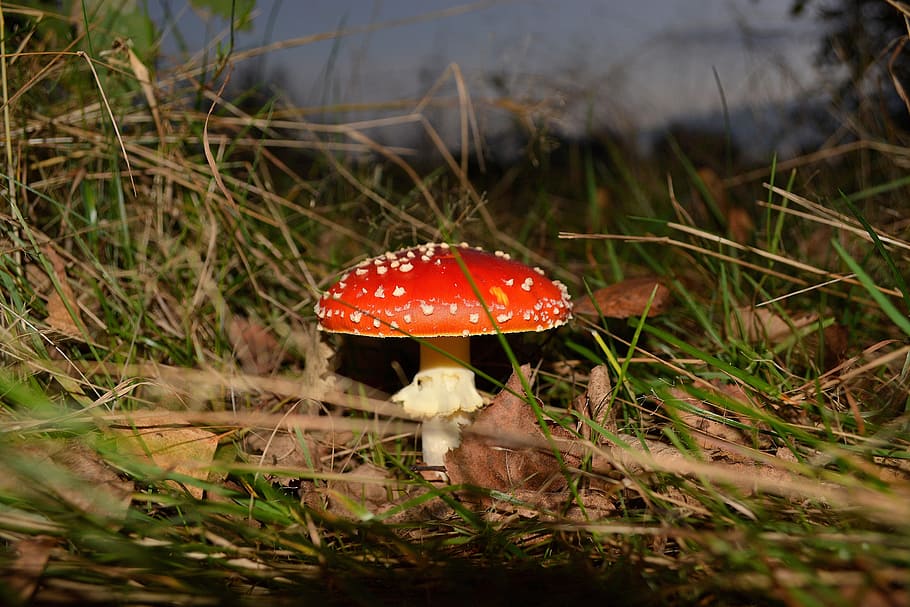 toadstool, mushroom, fly agaric, red fly agaric mushroom, forest floor HD wallpaper