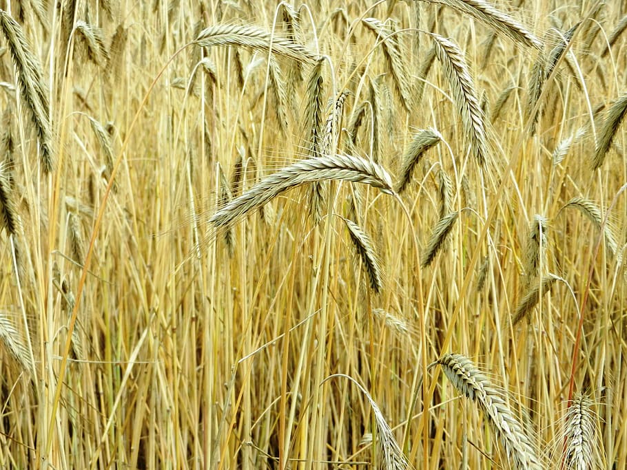corn, ears, hay, flour, grain, wheat, rye, bread, role, farmer HD wallpaper