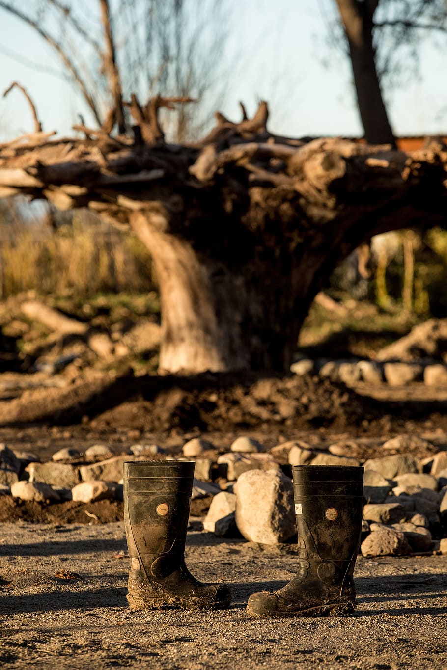 Boots, Tree, Trunk, Nature, no people, day, outdoors, full length HD wallpaper