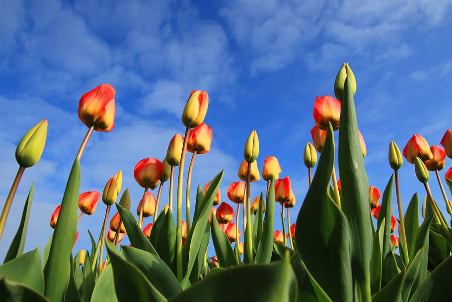 low angle of red-and-yellow tulip field, tulips, fields, background HD wallpaper