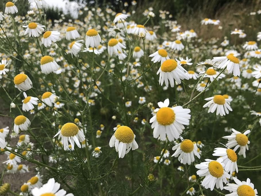 chamomile, summer, flowers, flowering plant, freshness, growth HD wallpaper