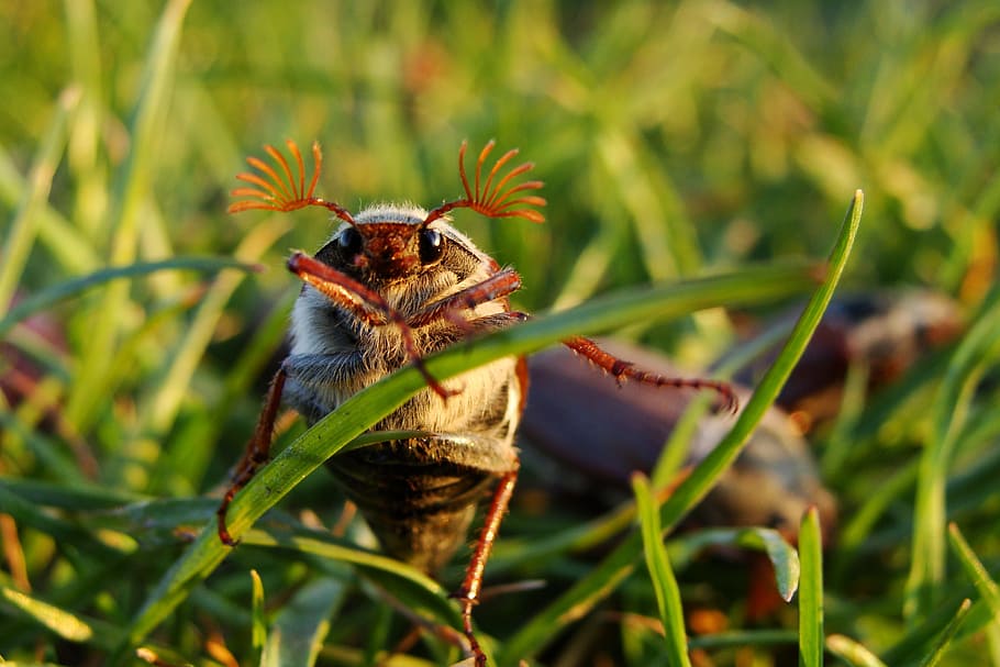 brown beetle on green grass in close-up photography, maybug HD wallpaper