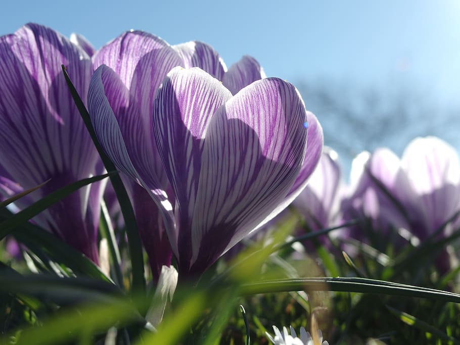 spring, awakening, crocus, bloom, sprout, plant, flowering plant HD wallpaper
