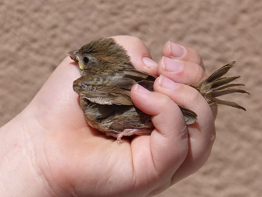 sparrow, chick, hand, protection, bird, breeding, human hand HD wallpaper