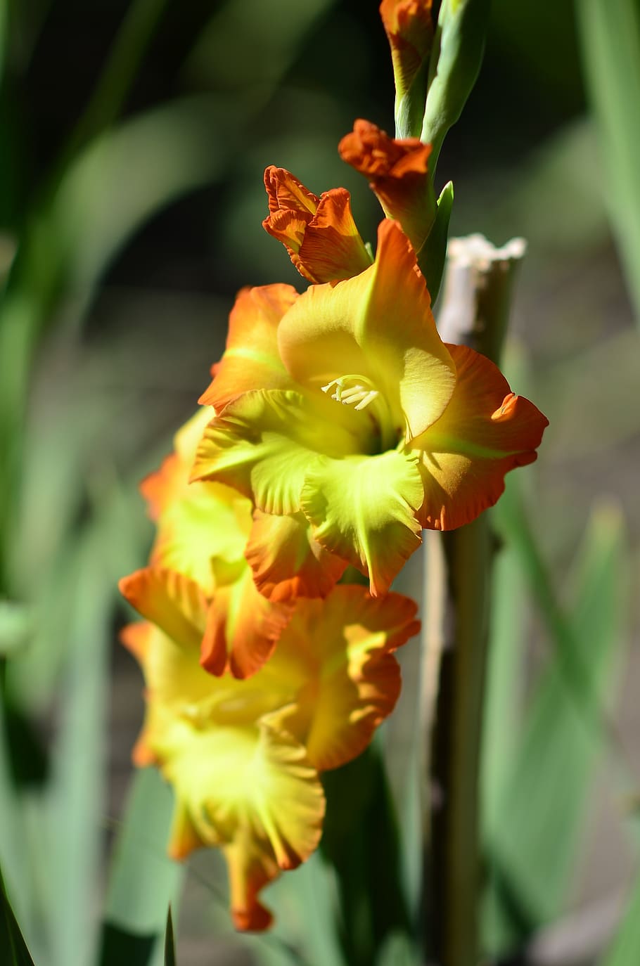 yellow gladiolus, flower, nature, plant, flowering plant, fragility, HD wallpaper