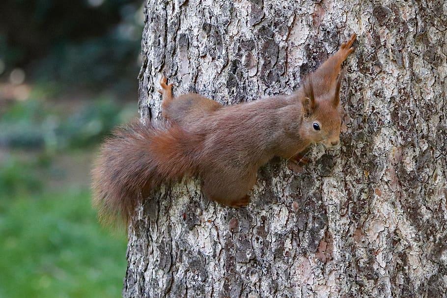 the squirrel, agile, tree, rusty, jump, bark, mammal, rodent HD wallpaper