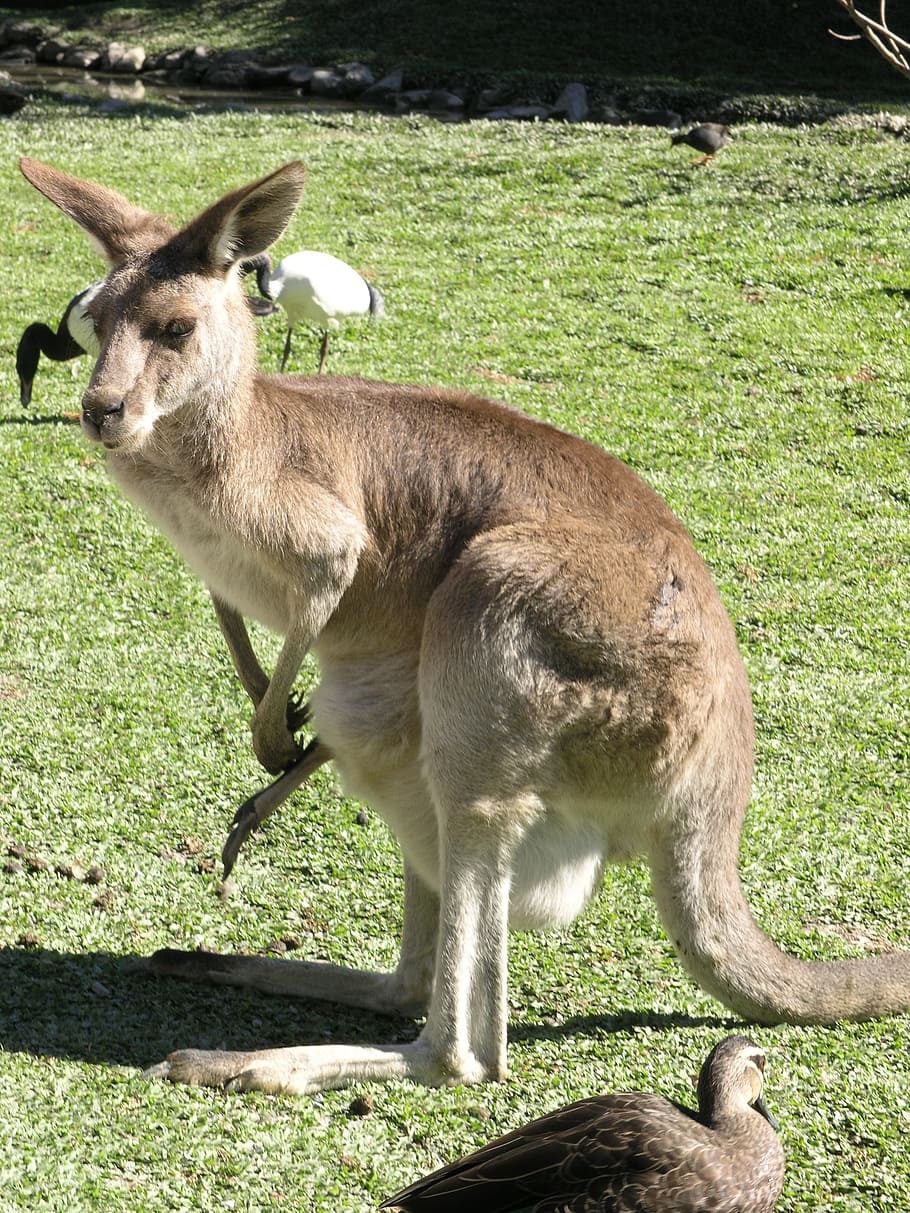 Kangaroo, Australia, Marsupial, Brown, australian, mammal, nature, HD wallpaper