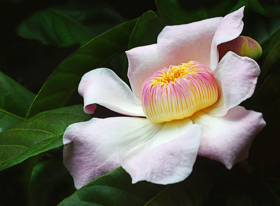 macro photo of pink flower, close shot of pink flower, blossom HD wallpaper
