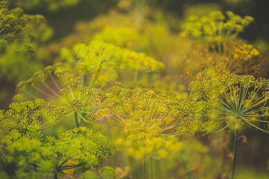 shallow focus photography of green flowers, blooming, dill HD wallpaper