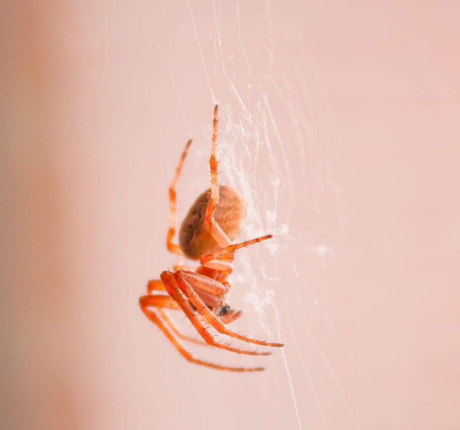 Spider, Insect, Web, one animal, studio shot, water, animal themes HD wallpaper