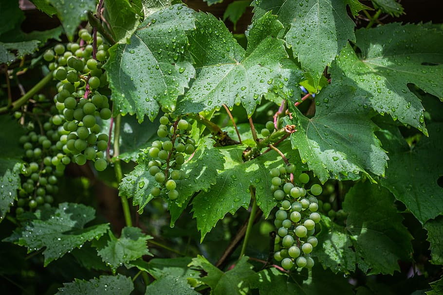 grapevine, drops, the grapes, leaf, plant part, growth, green color HD wallpaper