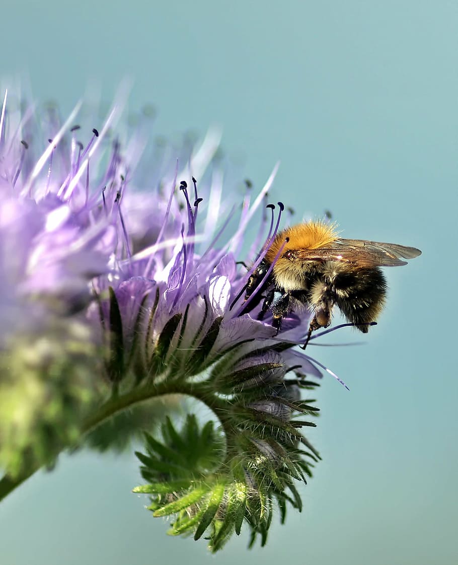 insect, plant, nature, flower, flowering plant, animal, animal themes HD wallpaper