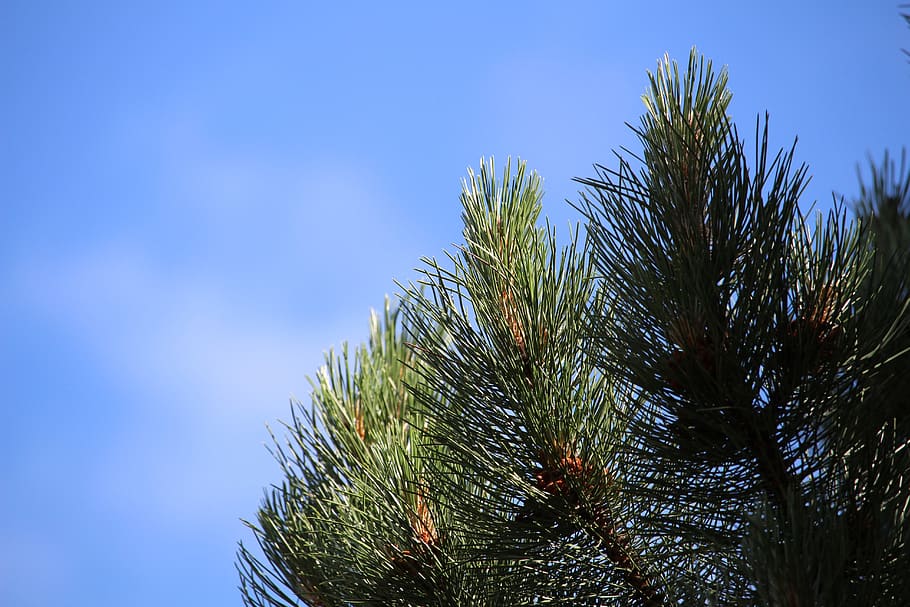 pine, conifer, tree, needles, branch, green, pine branch, close up HD wallpaper