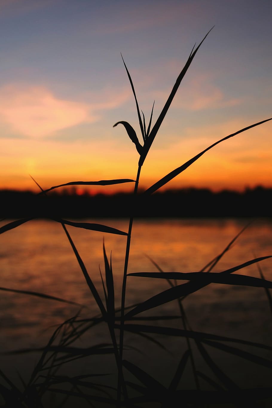 afterglow, sunset, reed, pond, winter, good weather, clear sky HD wallpaper